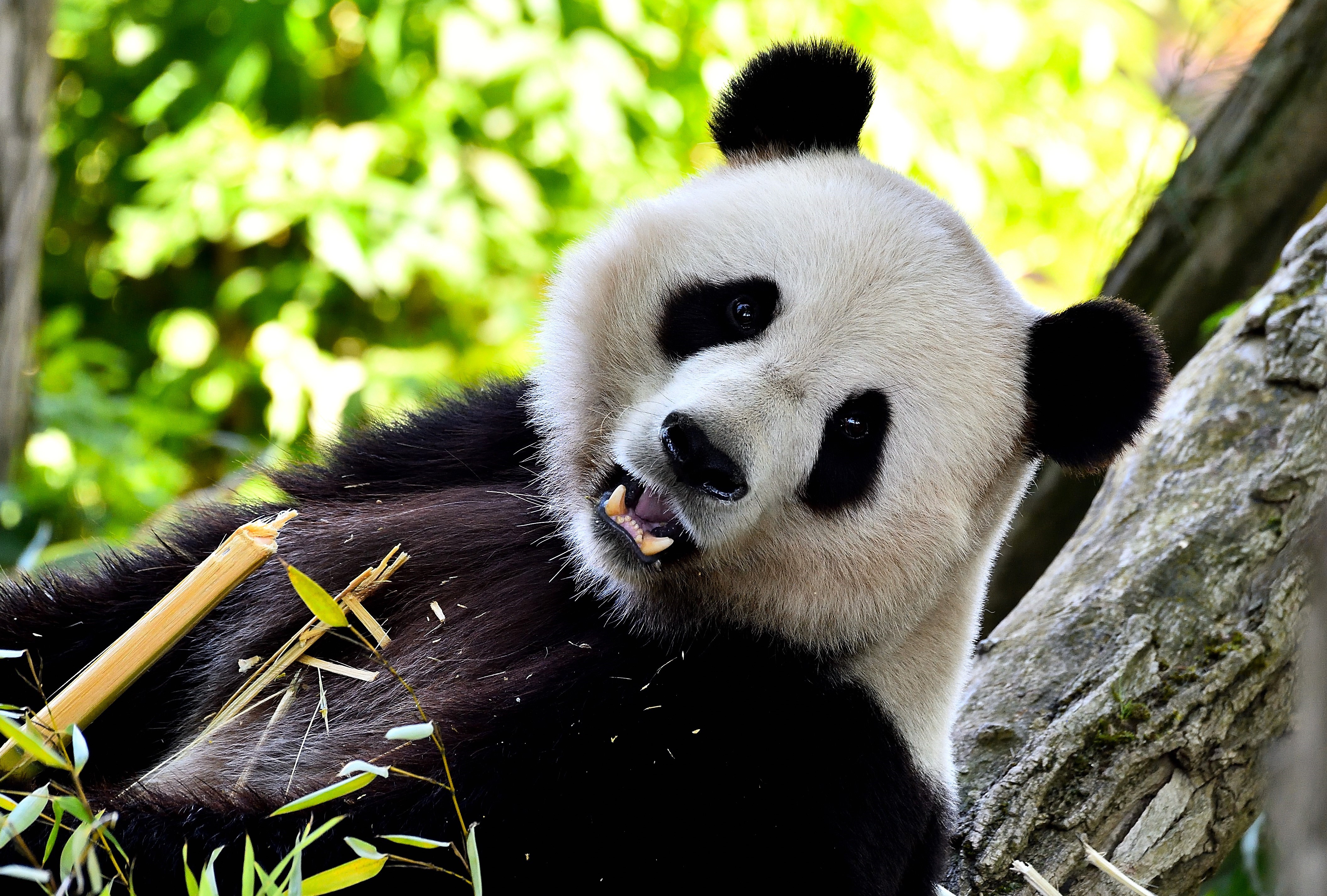 panda pairi daiza wallonie entreprendre